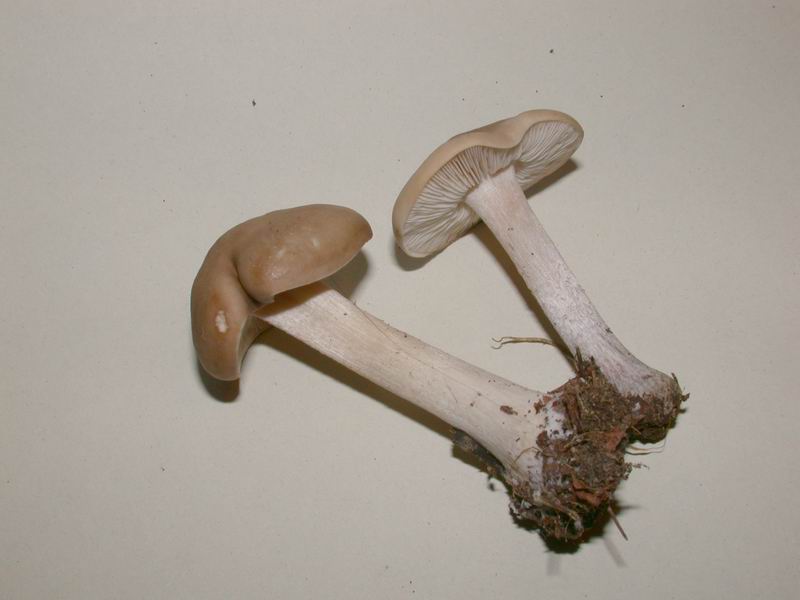 Melanoleuca sp.